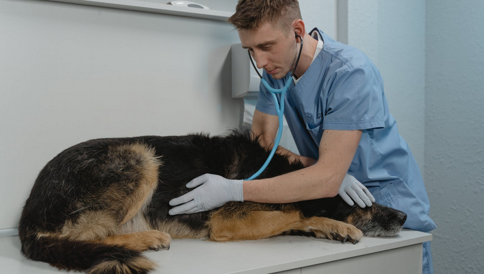 vet